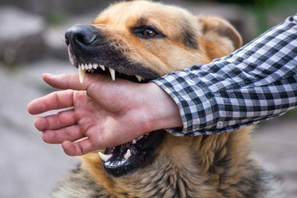 When Can I Sue for a Dog Bite?